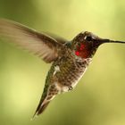 HummingBird 2