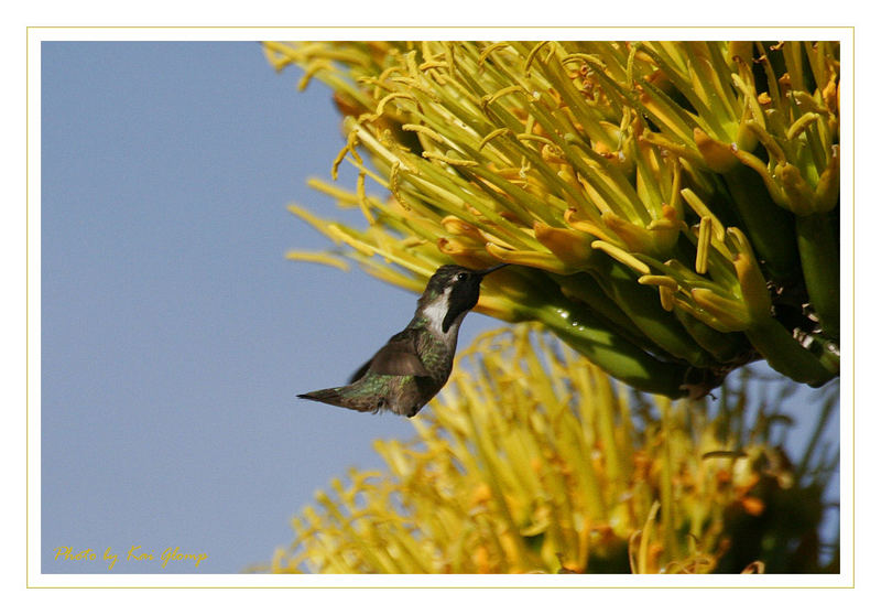 Hummingbird