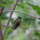 Hummingbird