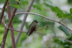 Hummingbird