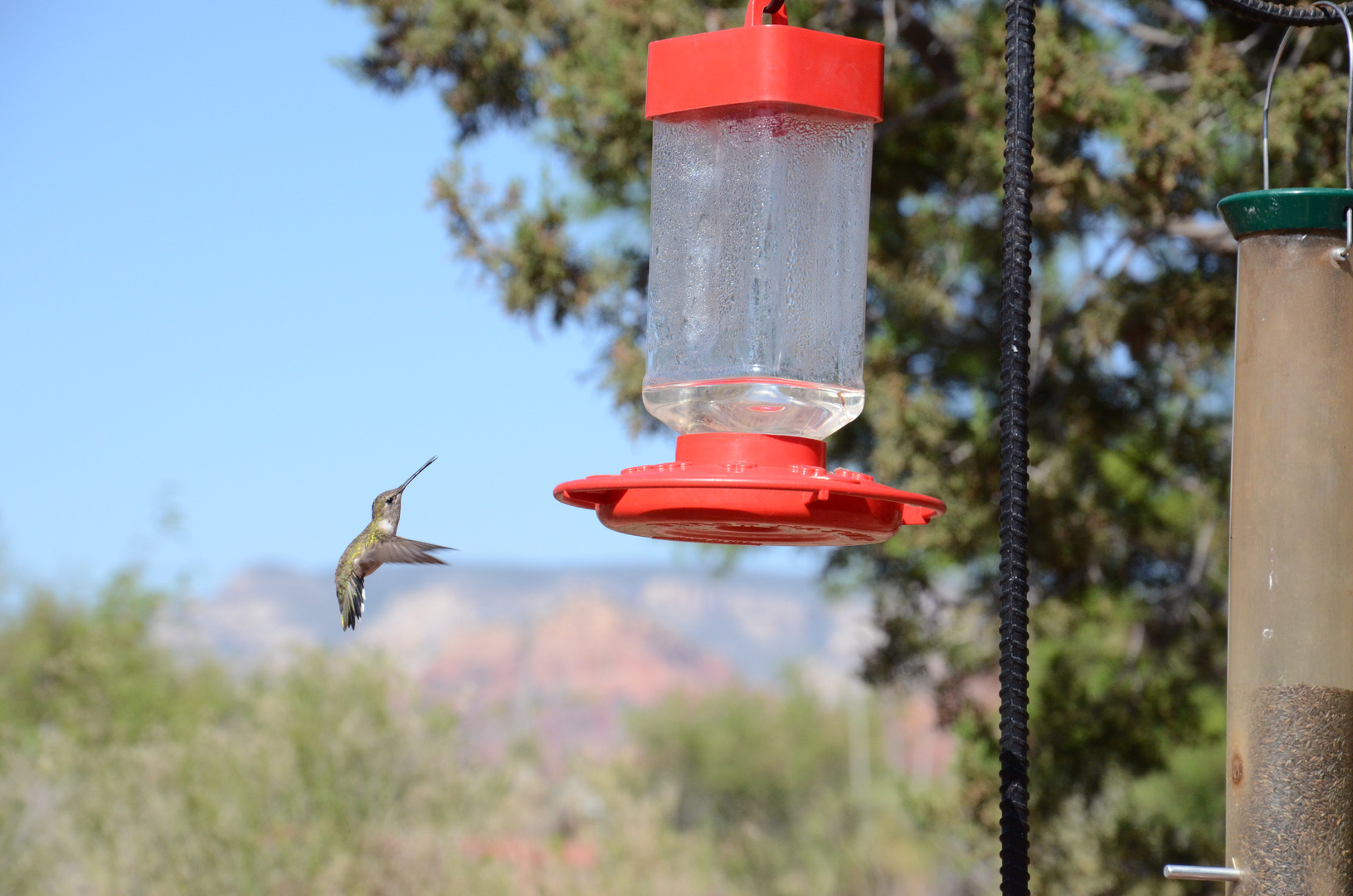 Hummingbird