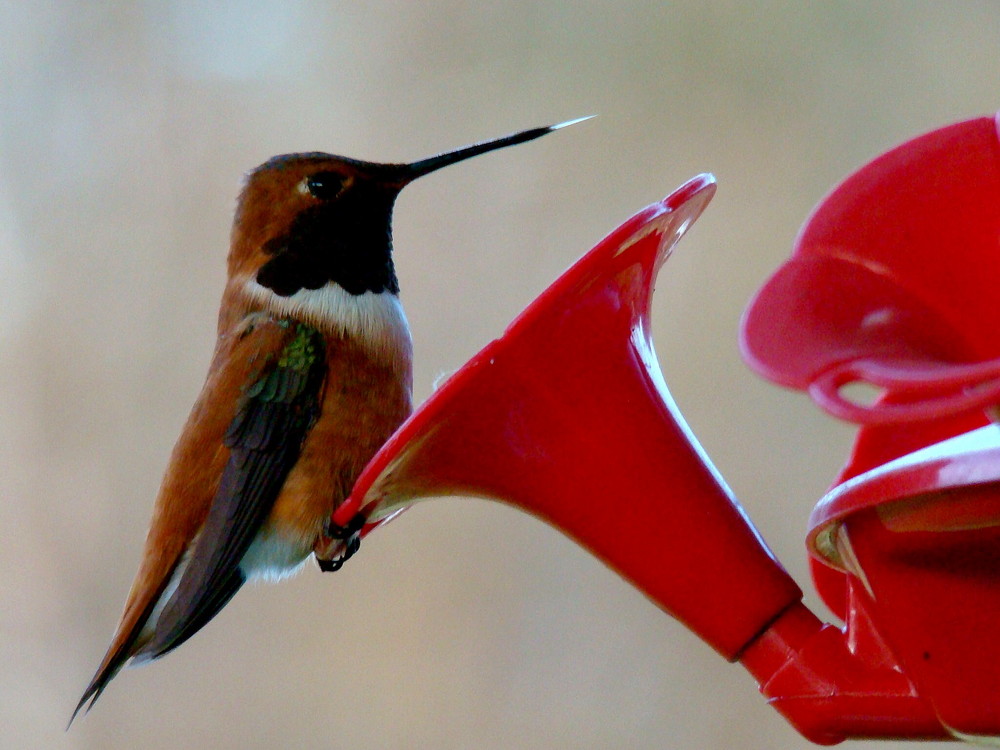 Hummingbird