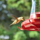 hummingbird