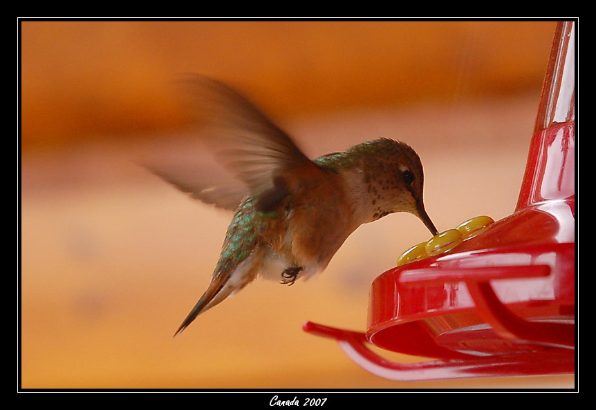 Hummingbird