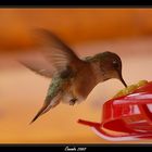 Hummingbird