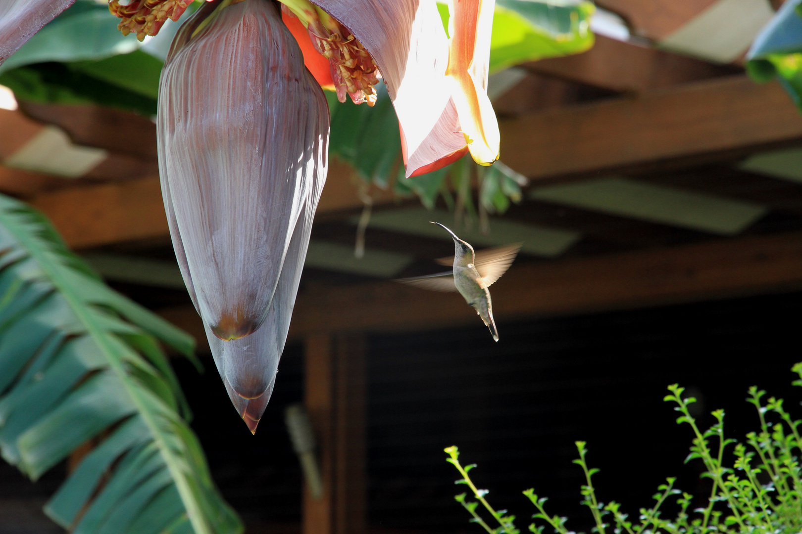 Hummingbird