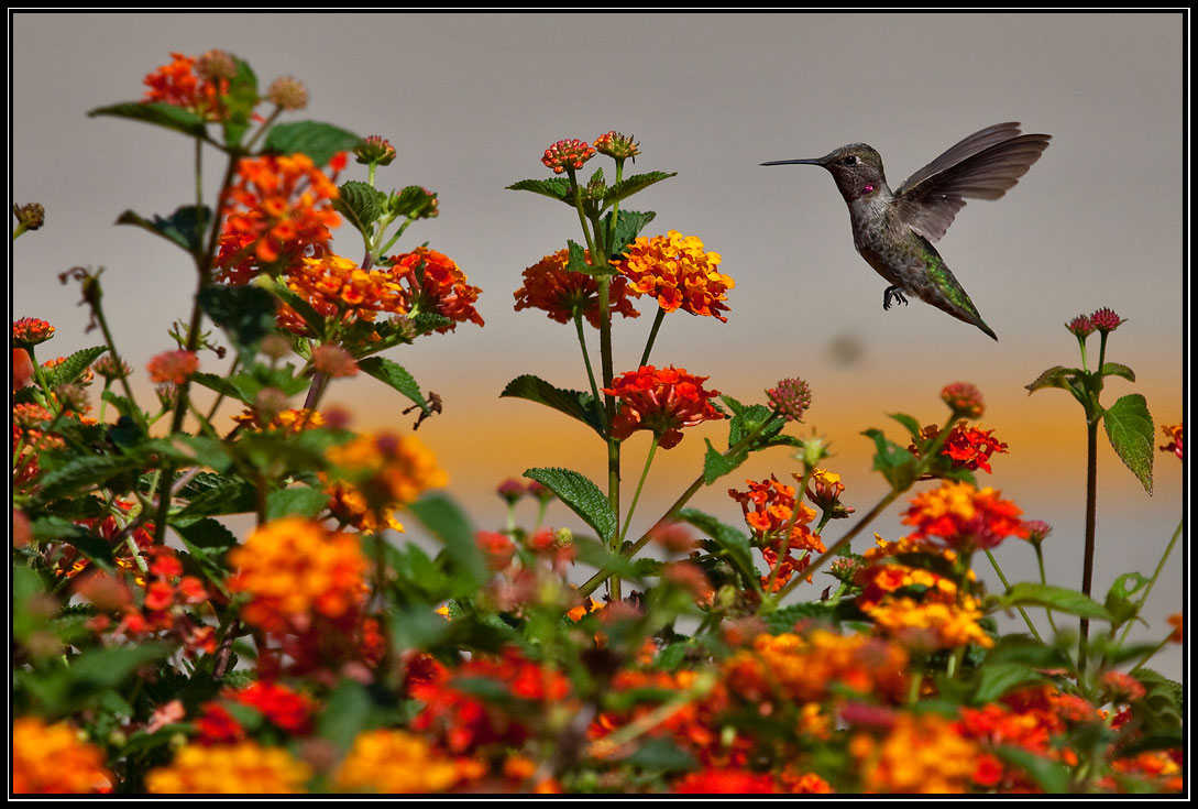 Hummingbird