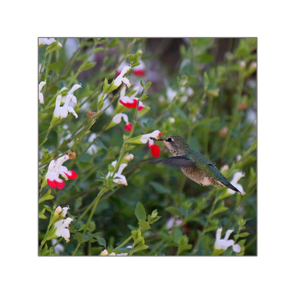 Hummingbird