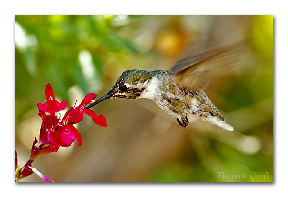 Hummingbird...