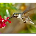 Hummingbird...