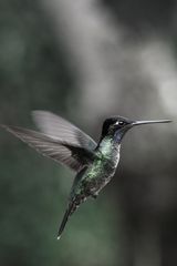 Hummingbird