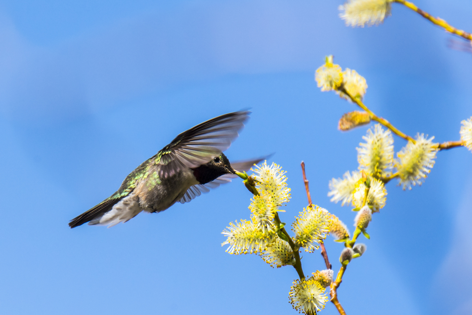 Hummingbird