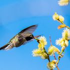 Hummingbird