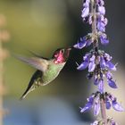 hummingbird