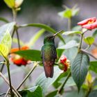 Hummingbird