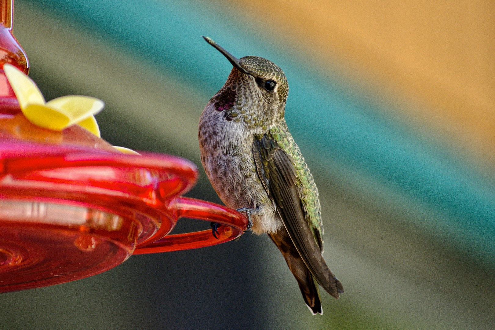 Hummingbird