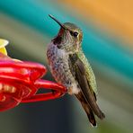 Hummingbird