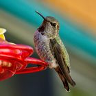 Hummingbird