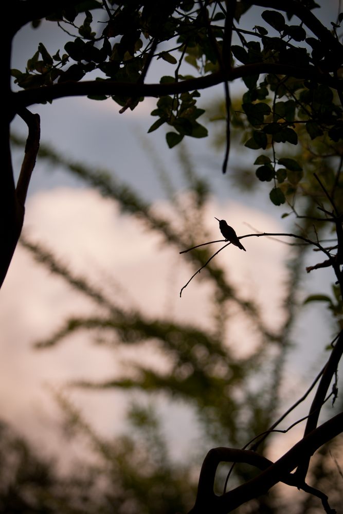 Hummingbird von Jakob Glaser 