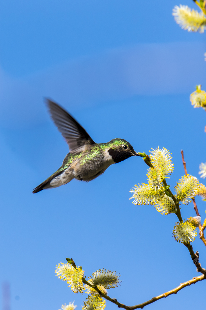 Hummingbird