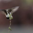 Hummingbird