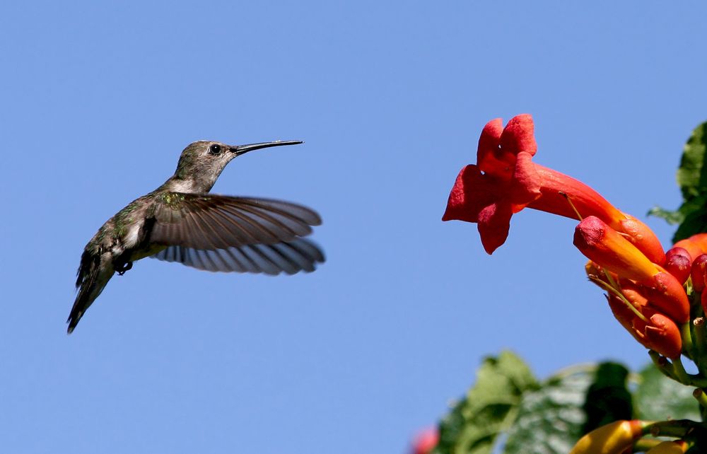 Hummingbird