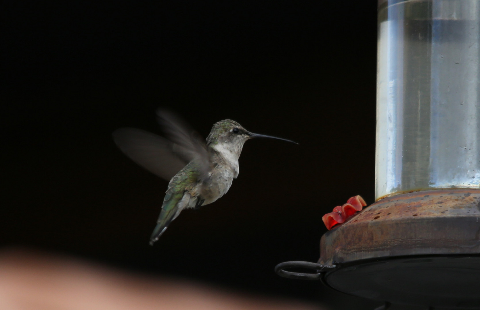 Hummingbird an der "Tränke"