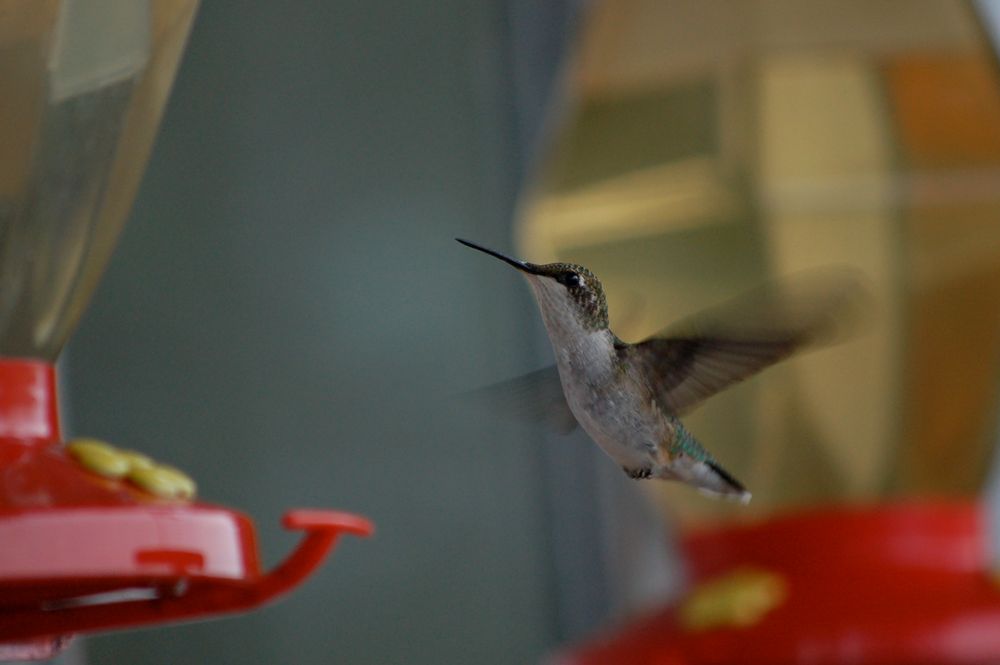 Hummingbird at feeder