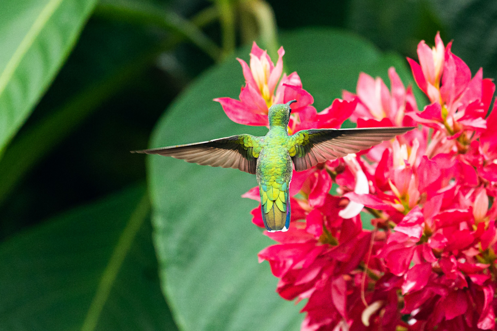 Hummingbird at red flower - Kolibri an roter Blüte