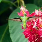 Hummingbird at red flower - Kolibri an roter Blüte