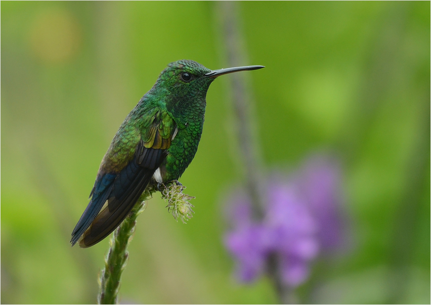 Hummingbird