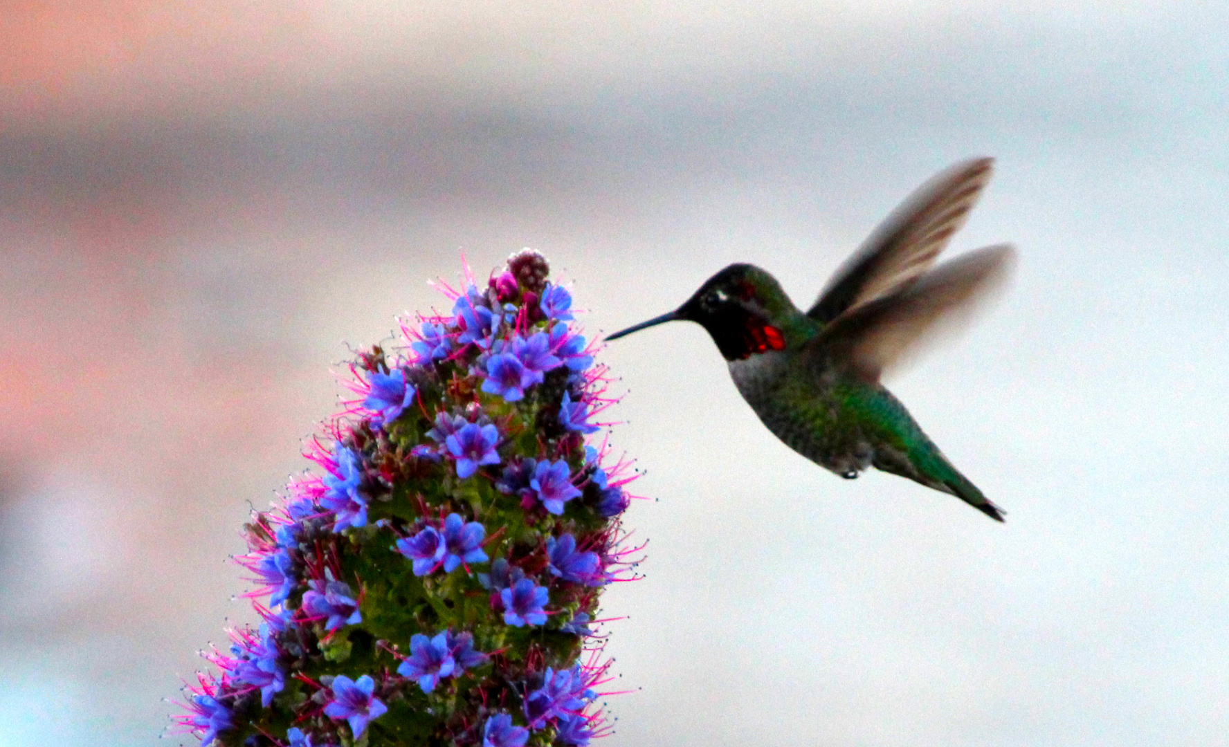 Hummingbird