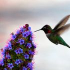 Hummingbird