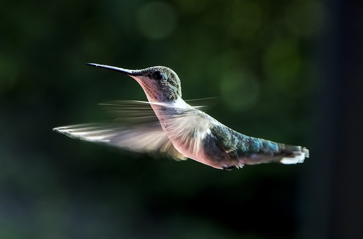 Hummingbird