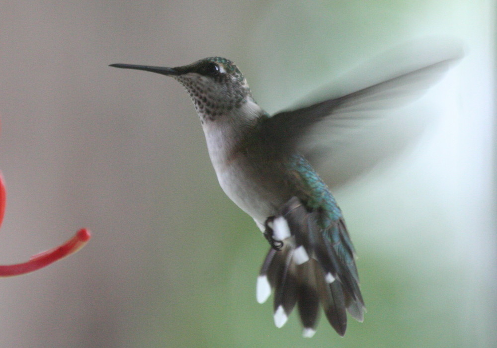 Hummingbird