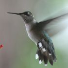 Hummingbird