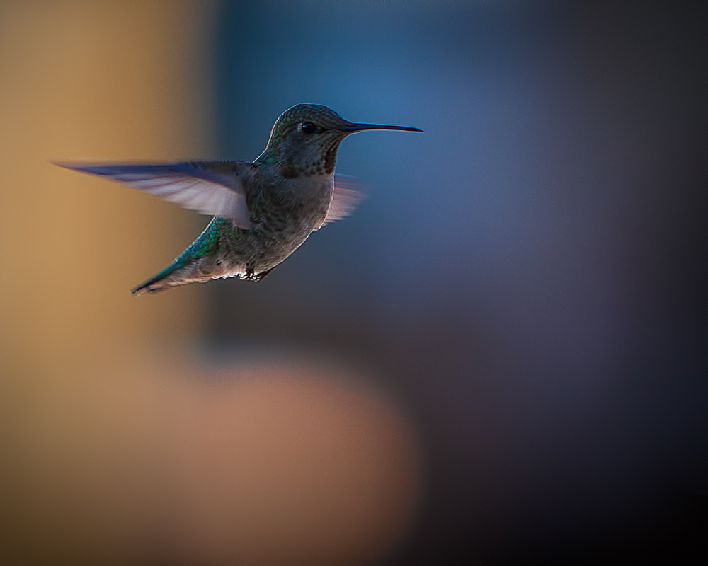 Hummingbird