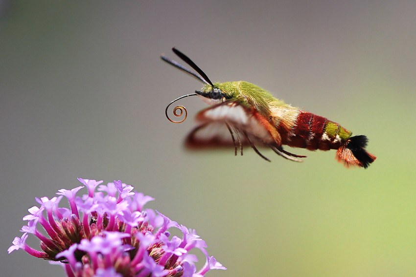 Hummingbird Clearwing Moth,...