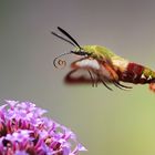 Hummingbird Clearwing Moth,...