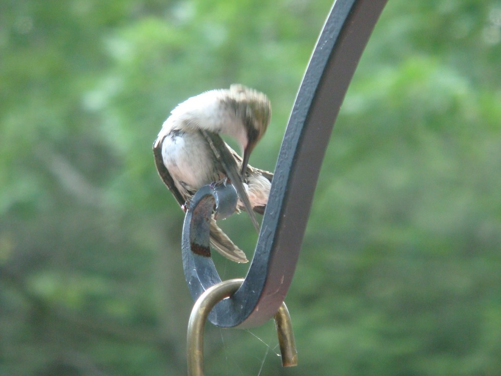 Hummingbird - Colibri 1