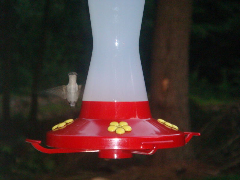 Hummingbird (Colibry) in the night