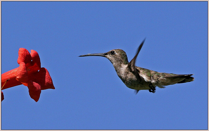 Hummingbird