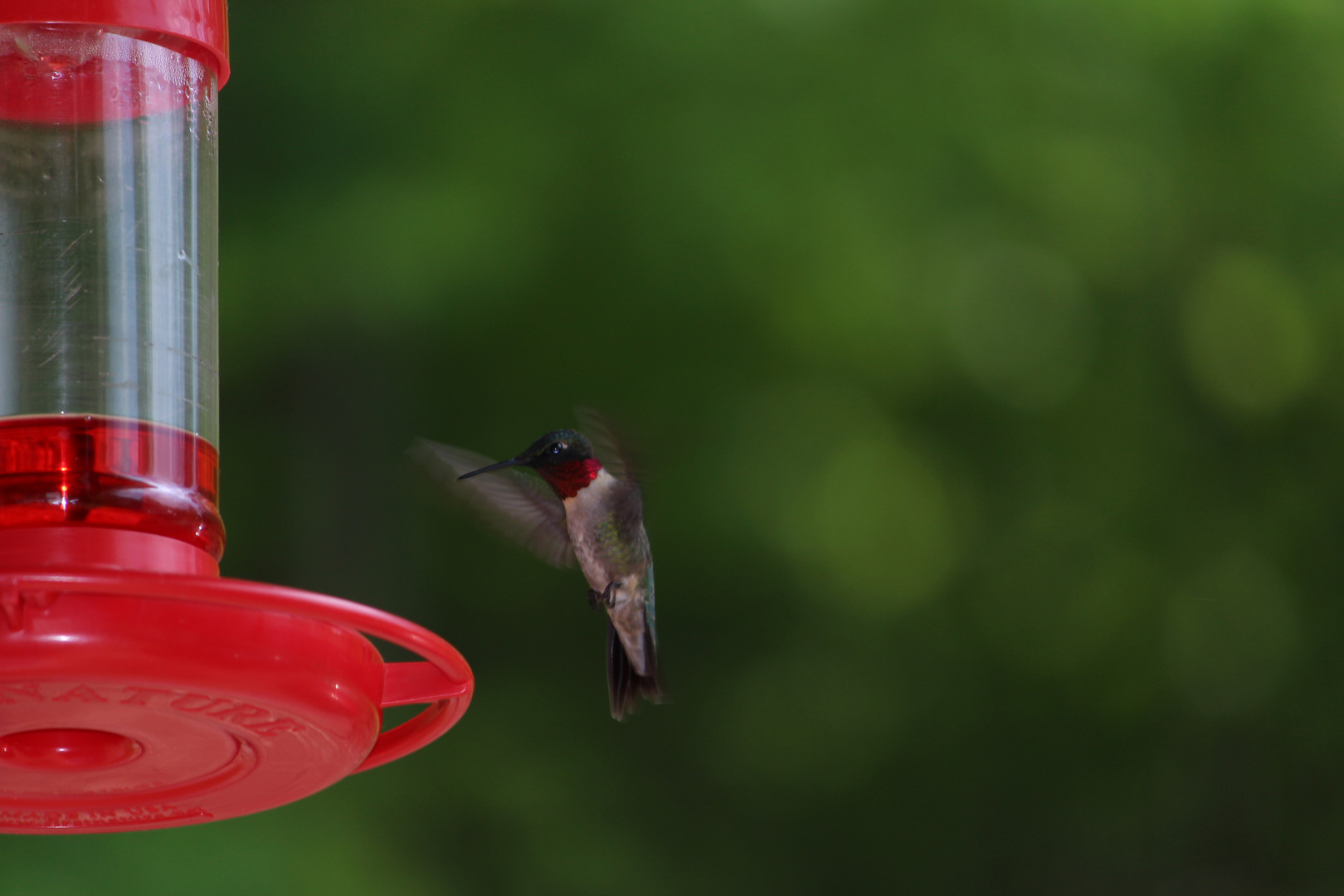 Hummingbird