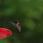 Hummingbird