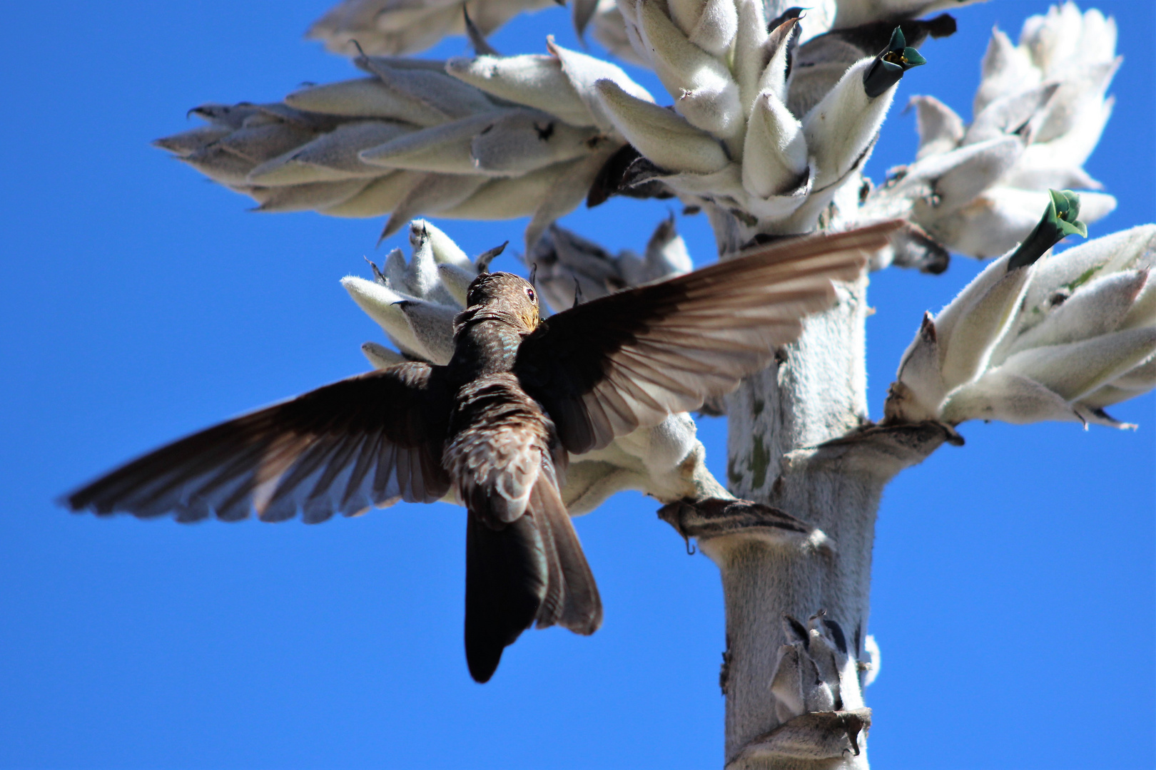 Hummingbird