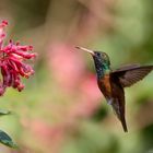 hummingbird