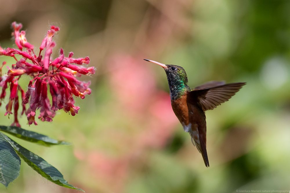 hummingbird