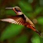 Hummingbird