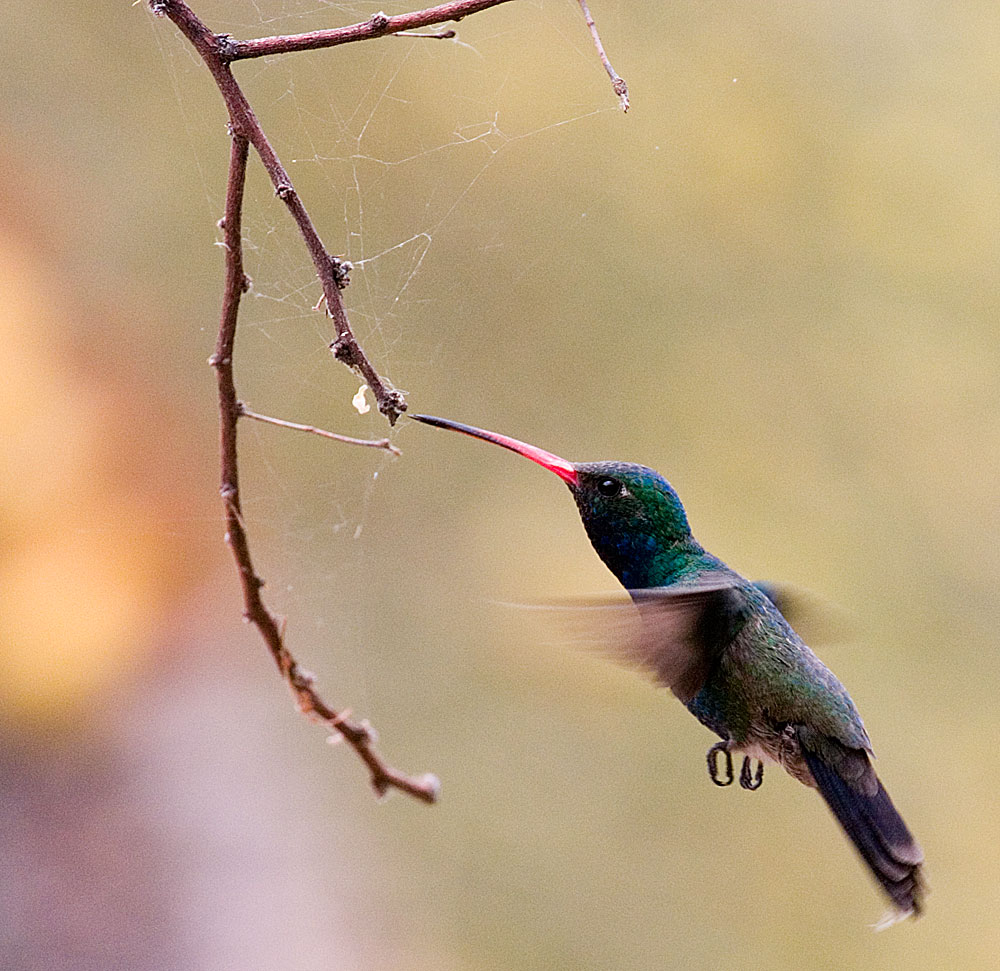 Hummingbird