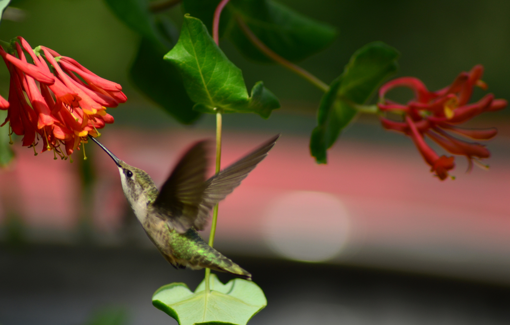 Hummingbird Feasting